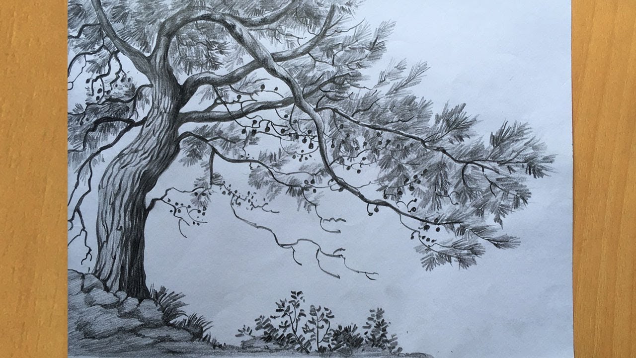 Tree drawing in pencil | draw and shade a tree step by step ...