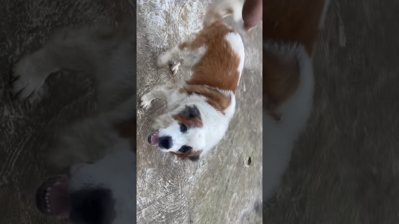 Cute dog funny moments sant bernate dog |#manipur #cutedogs #cute #viralvideo
