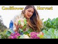 Big cauliflower harvest permaculture gardening l zone 9
