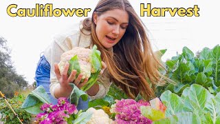 Big cauliflower harvest! Permaculture gardening l Zone 9 by Homesteading with Shelby 497 views 4 months ago 10 minutes, 53 seconds
