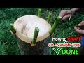 How to GRAFT an Avocado tree | 100% DONE Fast Fruiting Tree | Cara TOP WORKING
