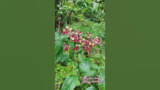 Bleeding Heart #homegarden #favorite #homegardening #love