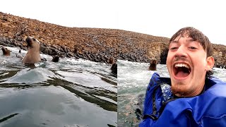 Swim With 6000 Sea Lions They Said... by Betch 5,864 views 1 year ago 3 minutes, 55 seconds