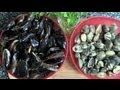 Conservar almejas y mejillones Vídeo consejo 1  Aquí cocinamos todos. Cooking recipe