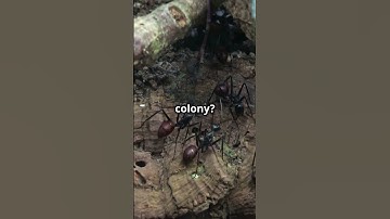 Exploding Ants Protect Their Colony! 🐜💥 | Craziest Fun Fact #shorts