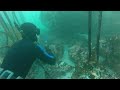 Spearfishing millers point dirty water