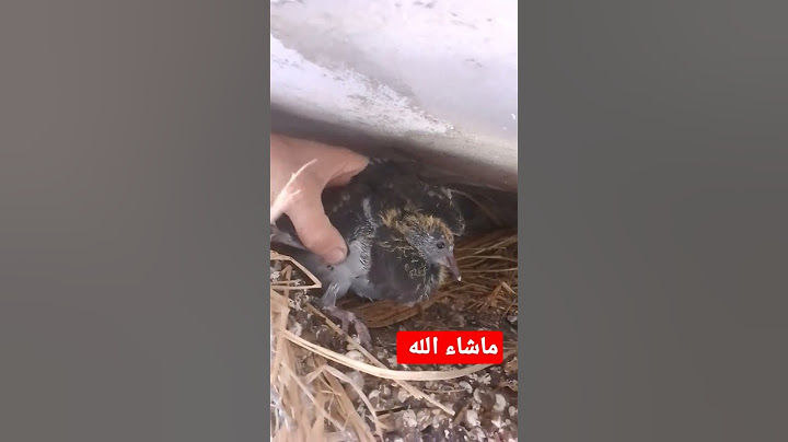 حمام بلدي ١