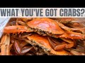 What you've Got Crabs? Exploring Cowell SA & Forage + Cook Blue Swimmer Crabs  Eyre Peninsula Vlog