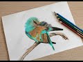 Как нарисовать птицу цветными карандашами. How to draw a bird with colored pencils.