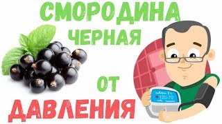 Листья смородины: полезные свойства и противопоказания, способ приготовления и цена