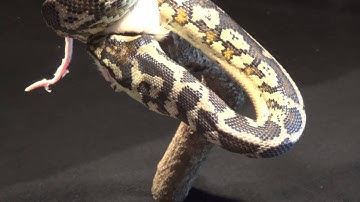 Carpet Python eating a rat time lapse (15 times normal speed)