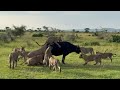 relentless lion pride ambush the big buffalo bring it down video