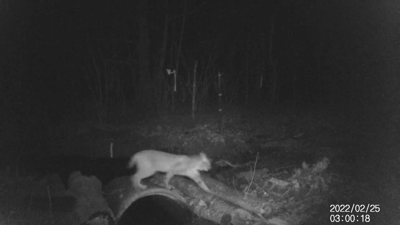 02/25/2022 Bobcat crossing concrete tile at creek.