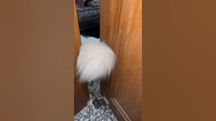 Watch the video about Two cats missed #cat #ourcat #kitten #nocatnolife #catsofinstagram #catlover #catselife #cute #pets