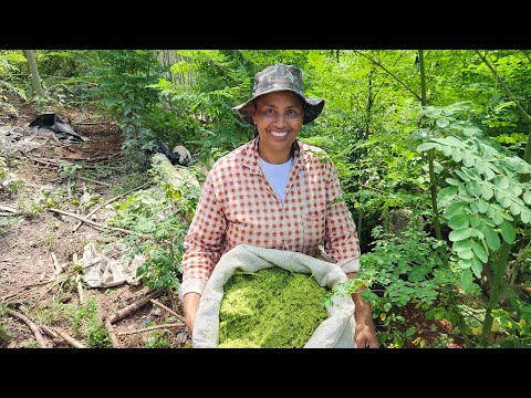 ALIMENTAÇÃO NATURAL Com MORINGA PARA OS SUÍNOS! E NASCIMENTOS DE LEITOZINHOS.