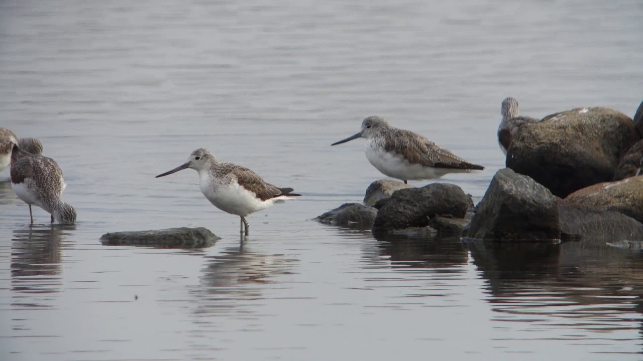 ビデスコ 野鳥 2020.03.22 アオアシシギ (Common greenshank) 