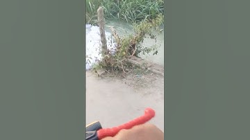 Flood Situation video  2022 in layyah .....#live...#love #shorts #live #viral #short #pakistan .