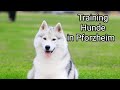 Training Hunde in Pforzheim