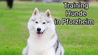 Training Hunde in Pforzheim