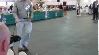 Terrier Group Bull Terriers Standard Paignton Championship Dog Show 060816