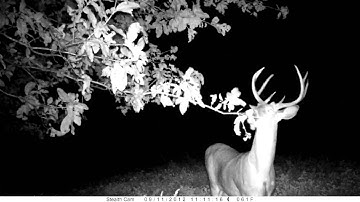 Early Season Licking Branch