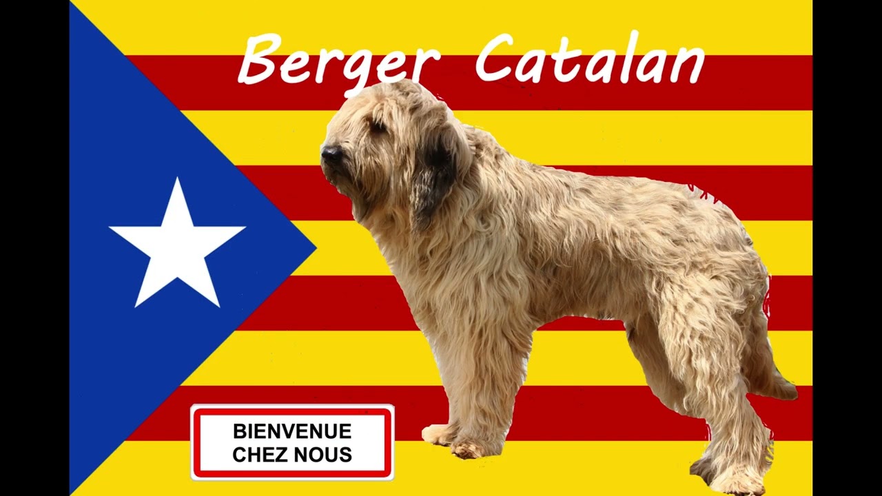 Comment Dit On Chien En Espagnol