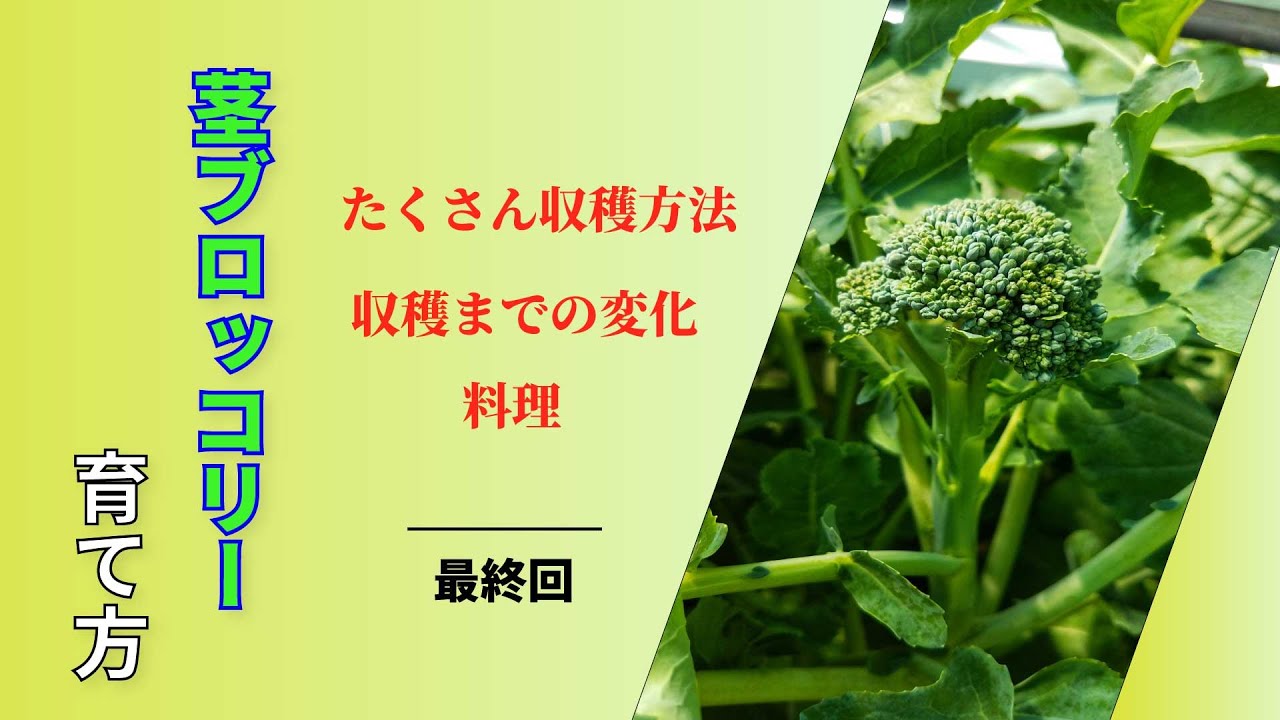 5 茎ブロッコリーの育て方 たくさん収穫する方法 収穫までの成長過程 調理方法 家庭菜園 Youtube