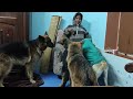 Tea time for gsd doges