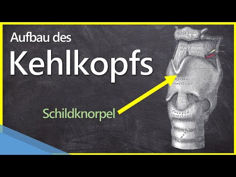 Video: Ist ein paariger Knorpel im Kehlkopf?