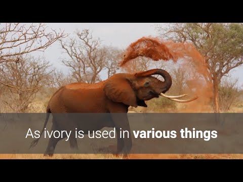 how to clean the ivory