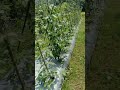 kacang panjang udah mulai berbunga#part1