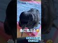 あまったれカラスがぐずってますw最後は何て言ったのかな?2022/5/2撮影