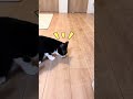 喧嘩する猫 #ねこチャックの日常 #cat #三毛猫 #猫 #子ネコ #ねこ #猫好きさんと繋がりたい