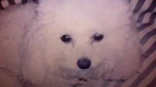 cutest dog contest vote 4 moose