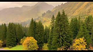 Rainy Autumn Forest View with Smooth Piano Background Music for Working, Sleeping, Studying, Calming screenshot 4