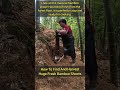 Amazing Giant Bamboo Shoot Harvested In The Deep Forest