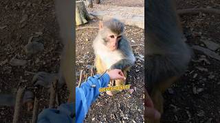 The iq of this monkey is at least 200!#shorts #funny
