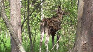 MOOSE eats young leaves and twigs in spring