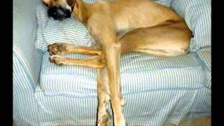 Pub Dhl Express Speed Of Yellow Aint No Mountain High Enough