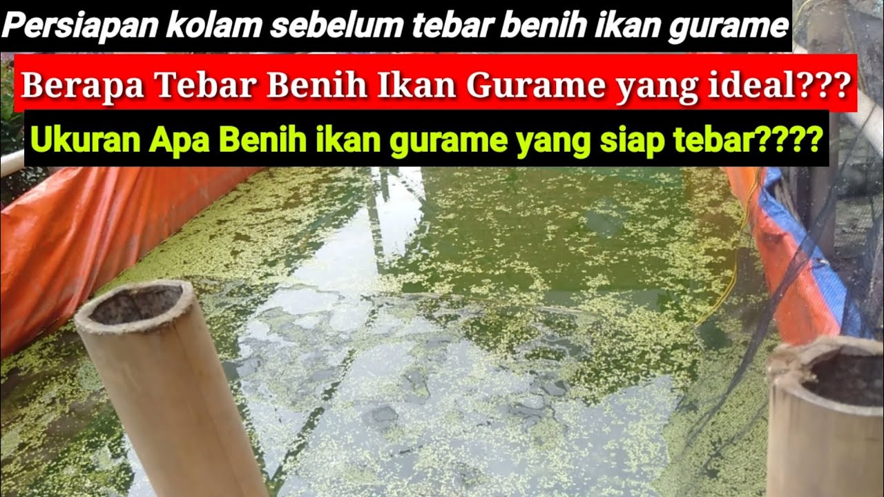 CARA BUDIDAYA IKAN GURAME DI KOLAM TERPAL-PERSIAPAN KOLAM SEBELUM TEBAR BENIH GURAME