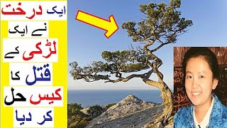 A Tree Solved a Murder Case - A Shocking Story