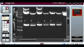 Annotating Gels, Aligning text, and saving to a file