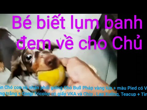 Chó Lạp Xưởng Sôcôla loang thông minh biết lụm banh . Dachshund puppy smart playing with ball