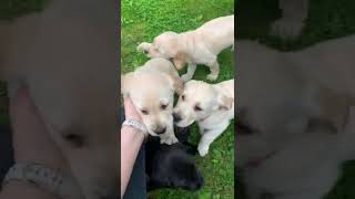 Labrador Retriever/Golden Retriever (Goldador) Puppies Playing with Mom