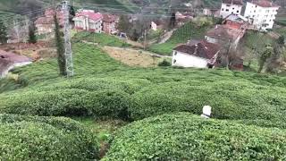 Doğayla Iç Içe Pablo Çaylıkların Arasında Büyük Köpekler Doğada Çok Mutlu Istediği Geniş Alana Sahip