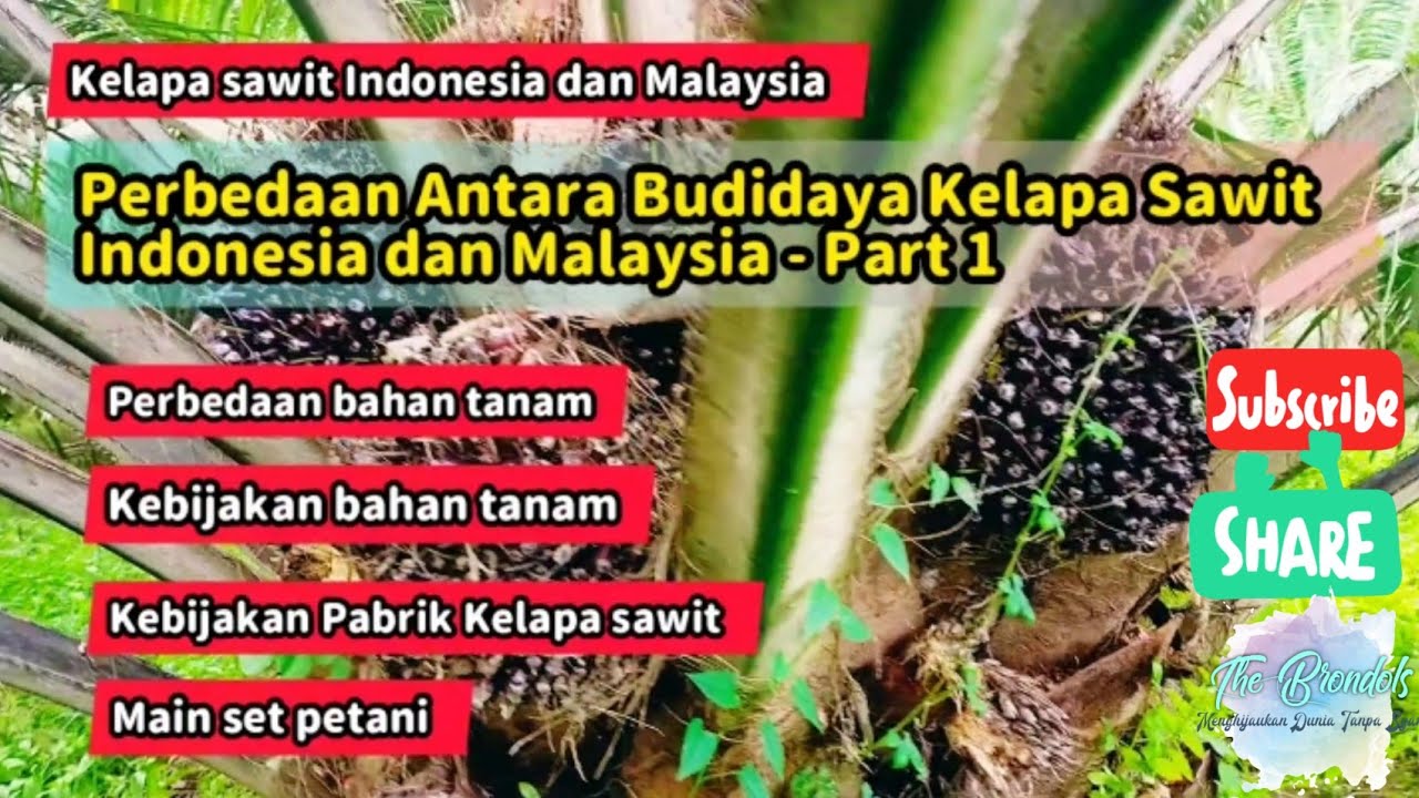 Perbedaan Budidaya Kelapa Sawit Antara Indonesia Dan Malaysia Part 1- Bahan Tanamnya