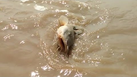 Câu cá ngát_Về Năm Căn đi cùng a e ngay mùa gió chướng