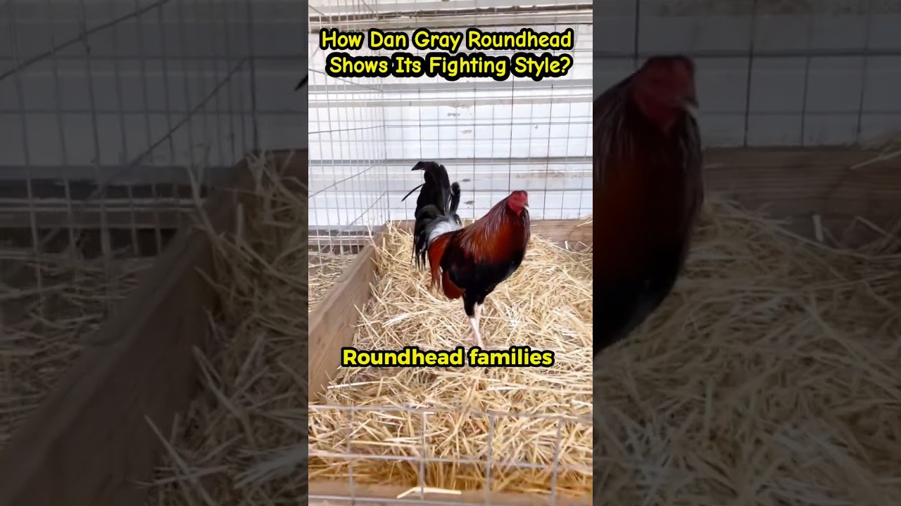 How Dan Gray Roundhead Bloodline Shows Its Style? 