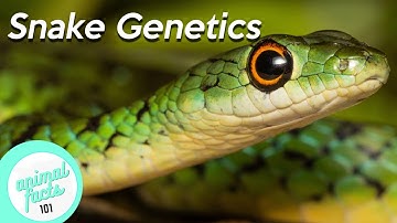 Snake Genetics • All You Need To Know These Reptiles