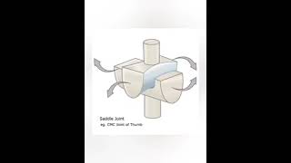 saddle joint and its movements | synovial joints |